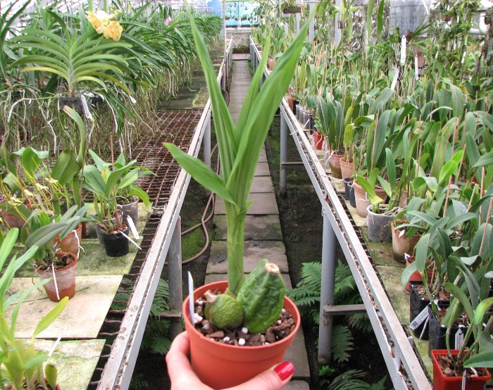 Lycaste Kelvin Grove (macrophylla alba x Shoalhaven 'Kyoto').JPG