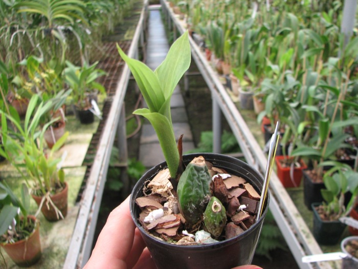 Lycaste skinneri var rosea ('Raspberry' x 'Early Spring').JPG