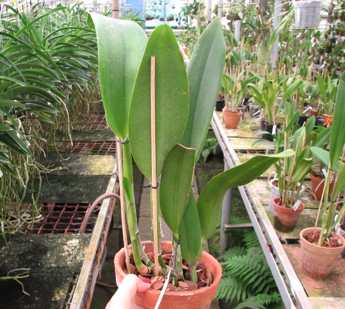 Brassolaeliocattleya Young Kong 'Sun No16'.JPG