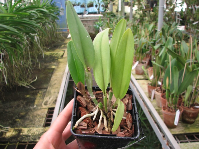 Brassolaeliocattleya Haw Yuan Beauty 'Hong' x Brassavola digbyana 'Uncle Pig'.JPG