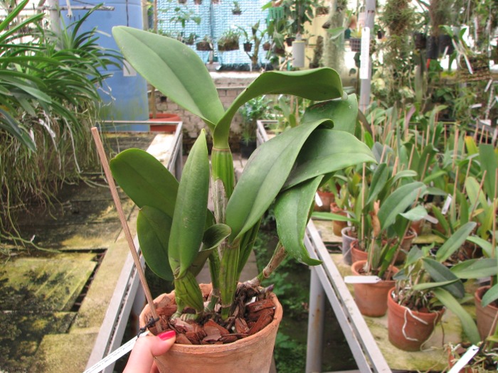 Brassolaeliocattleya Haw Yuan Grace 'Cat King' (C. Moscombe x Mem. Helen Brown).JPG