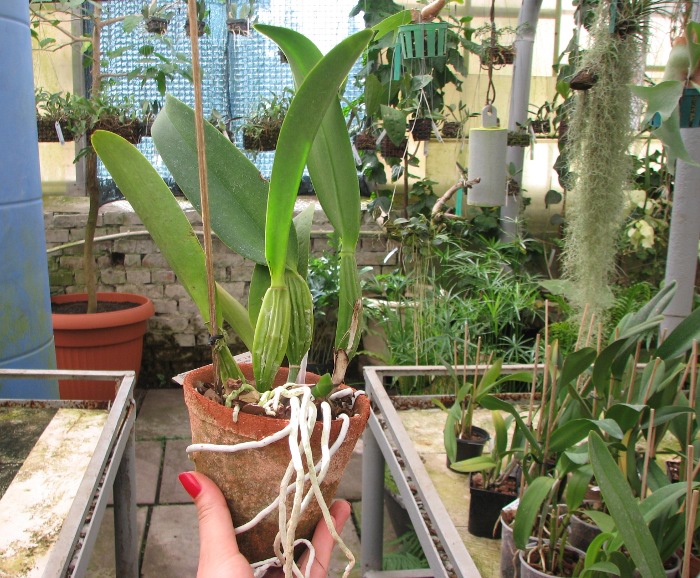 Laeliocattleya Antonetta Mahan 'S-10' (Lc. Marcia Foster x C. J A Carbone).JPG