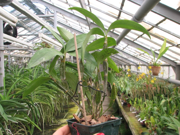 Dendrobium farmeri.JPG