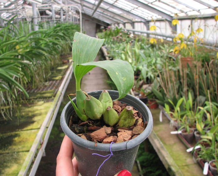 Coelogyne chloroptera.JPG