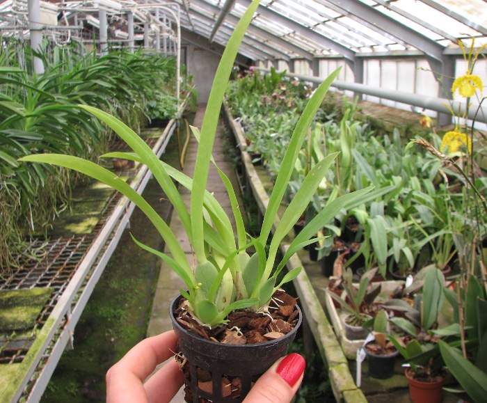 Oncidium Twinkle 'Red Fantasy'.JPG