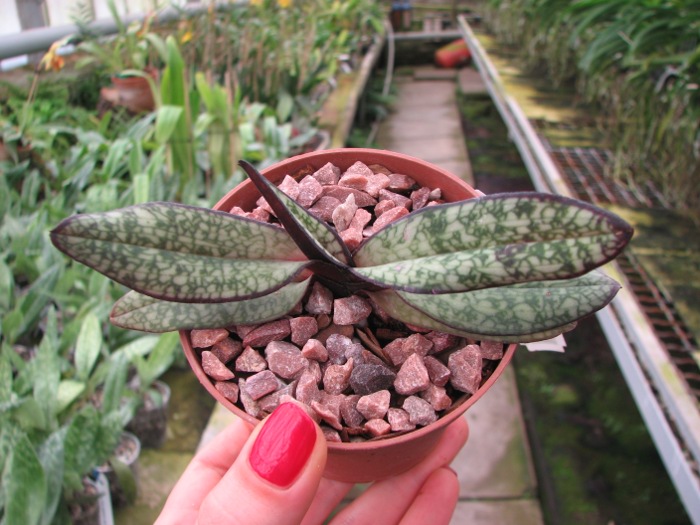 Paphiopedilum delenatii fma. vinicolor.JPG