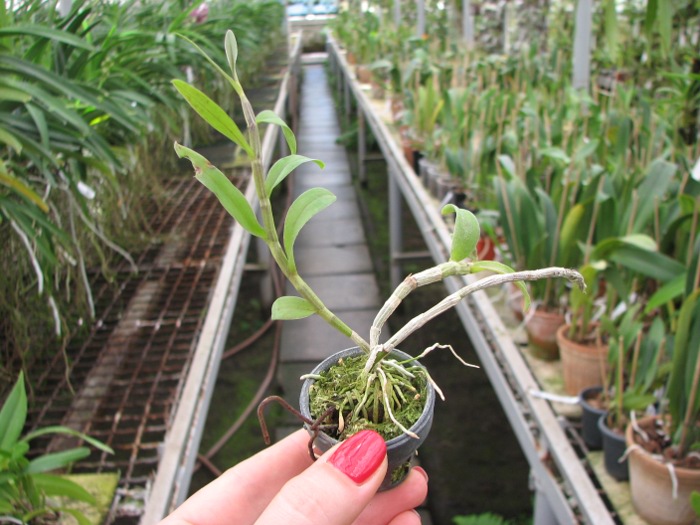 Dendrobium aphyllum.JPG