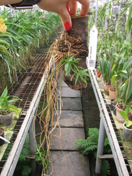 Dendrobium aphyllum .JPG