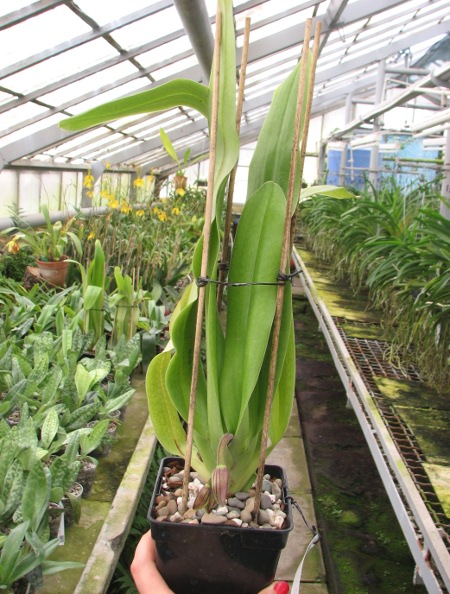 Paphiopedilum In-Charm Lady (Lady Isabel 'In-Charm' x Paphiopedilum moqueateanum 'In-Charm').JPG
