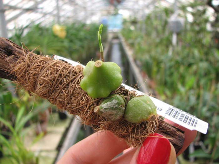 Bulbophyllum wallichii.JPG