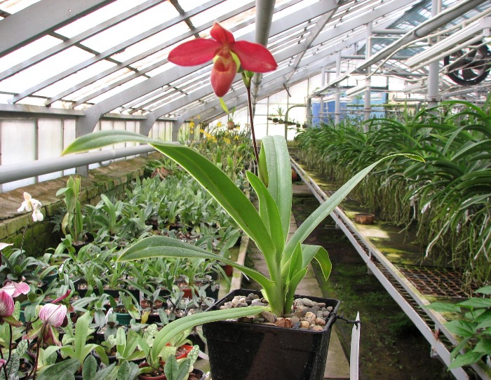 Phragmipedium Inca Fire (Andean Fire X besseae).JPG