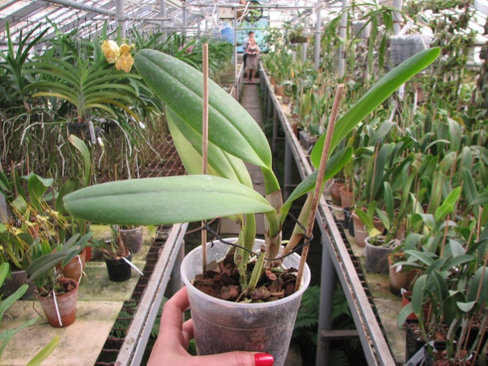 Brassolaeliocattleya George King 'Southern Cross'.JPG