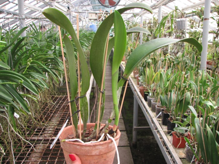 Brassolaeliocattleya Chia Lin 'New City' (Oconee x Maitland).JPG