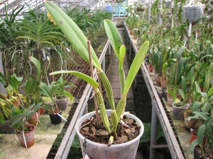 Cattleya lueddemanniana escura 'Roja' x Cattleya lueddemanniana escura 'Red'.JPG