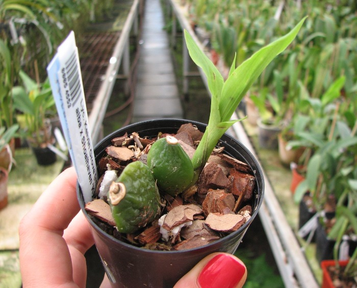 Lycaste Kelvin Grove (macrophylla alba x Shoalhaven 'Kyoto').JPG