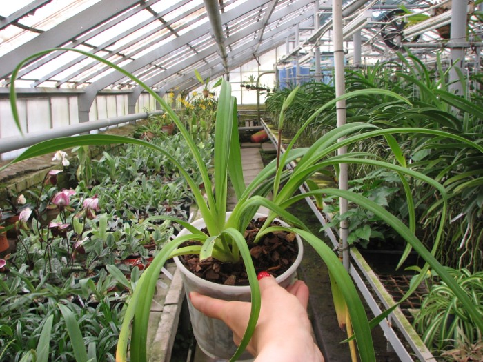 Phragmipedium schlimii.JPG