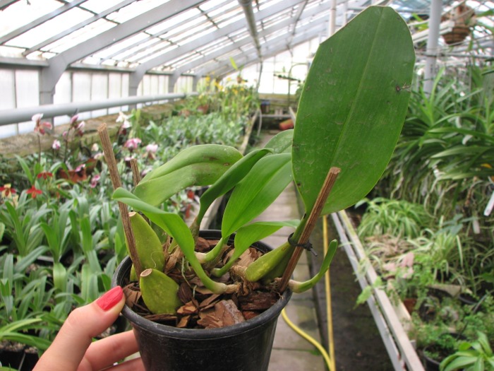 Bulbophyllum lobbii.JPG