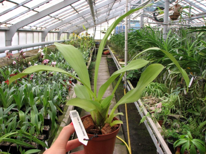 Cochleanthes (amazonica x lobata).JPG