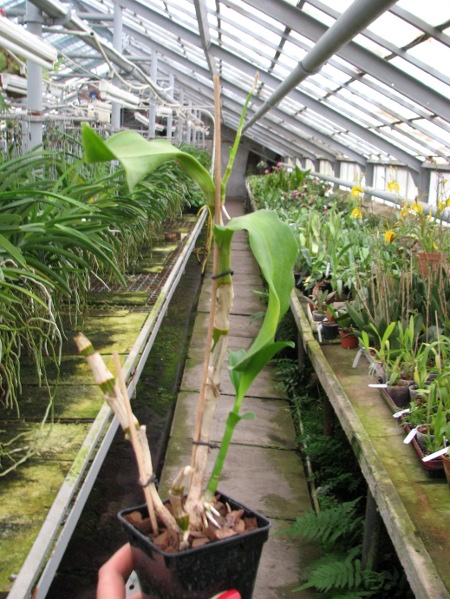 Dendrobium Nopporn Starbright.JPG