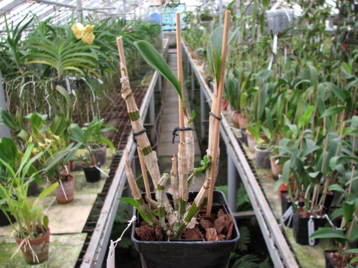 Dendrobium Kultana Fancy.JPG