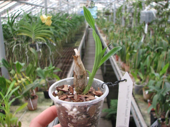 Catasetum Susan Fuchs 'Sun Face'.JPG