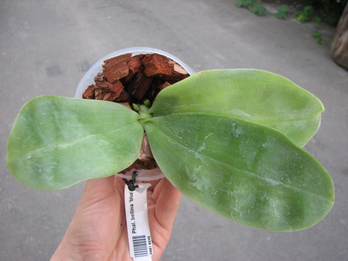 Phalaenopsis bellina 'blue'.JPG