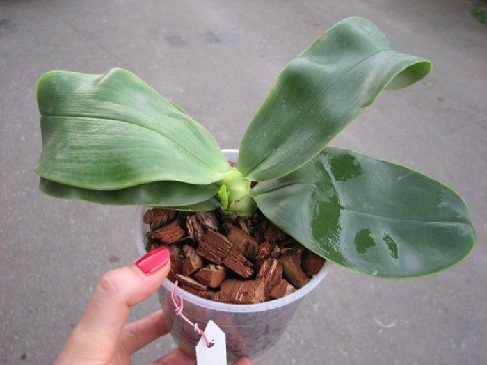Phalaenopsis bellina.JPG