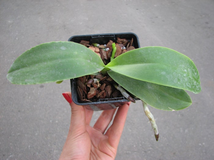 Phalaenopsis Natasha 'Aiko'.JPG