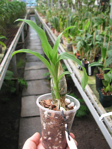 Clowesia Jumbo Grace 'Jumbo Orchids'.jpg