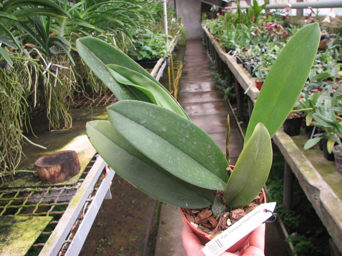 Psychopsis Mariposa 'Green Valley'.jpg