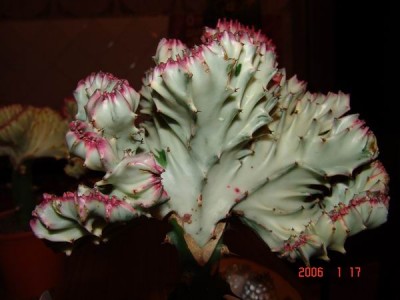 Нашёл в инете точно такие же!<br />euphorbia lactea cristata grey-b