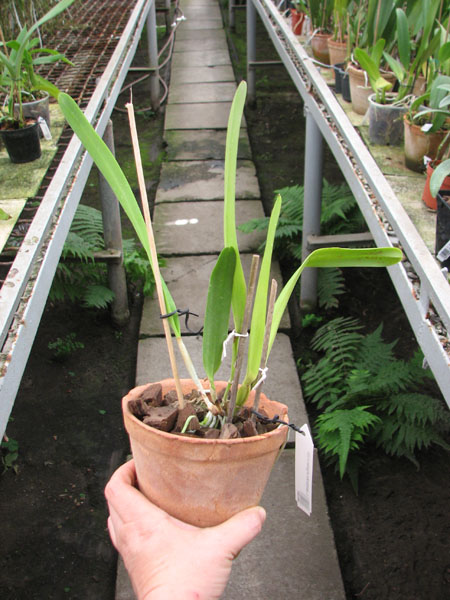 Laelia purpurata argolao x sib.jpg