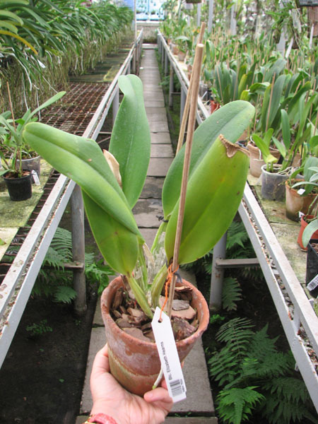 Brassolaeliocattleya Elizabeth Hearns.jpg