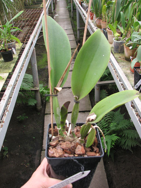Brassolaeliocattleya Eve Marie Barnett 'Magnificent Watermelon Gold' x Brassolaeliocattleya Sanyung Ruby 'Shin Mei'.jpg