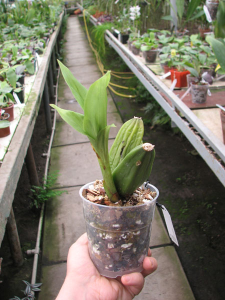 Lycaste Cherish.jpg