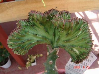 euphorbia_lactea_cristata-b.jpg