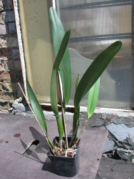 Laelia purpurata (Anelata 'Adans' x Anelata).jpg