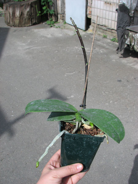 Phalaenopsis Liu's Rainbow.jpg