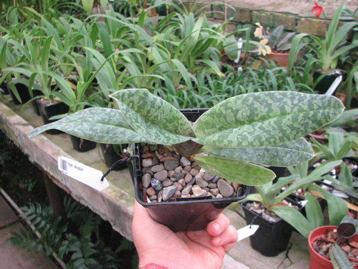 Paphiopedilum venustum.jpg