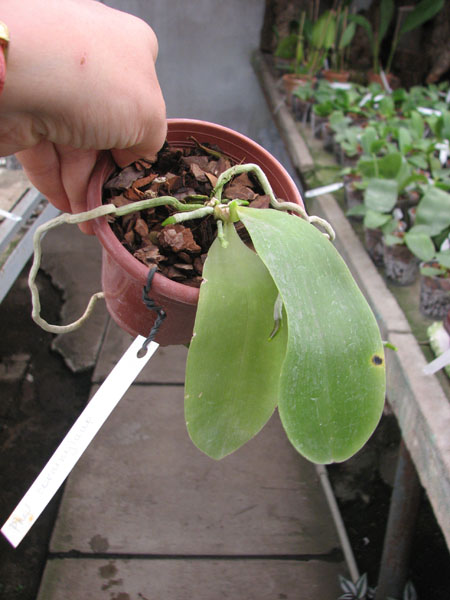 Phalaenopsis corningiana.jpg