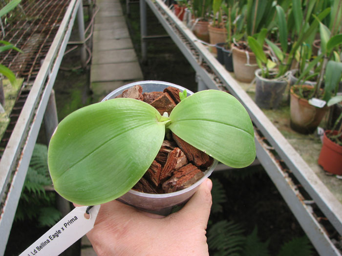 Phalaenopsis Ld Bellina Eagle x Prima.jpg