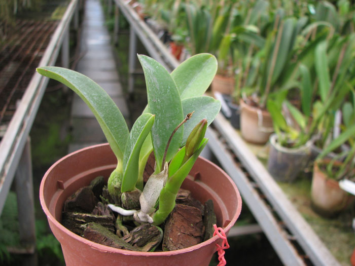 Laelia alaori x praestans.jpg