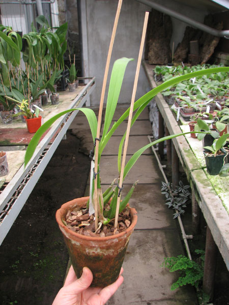 Anacheilium radiatum.jpg