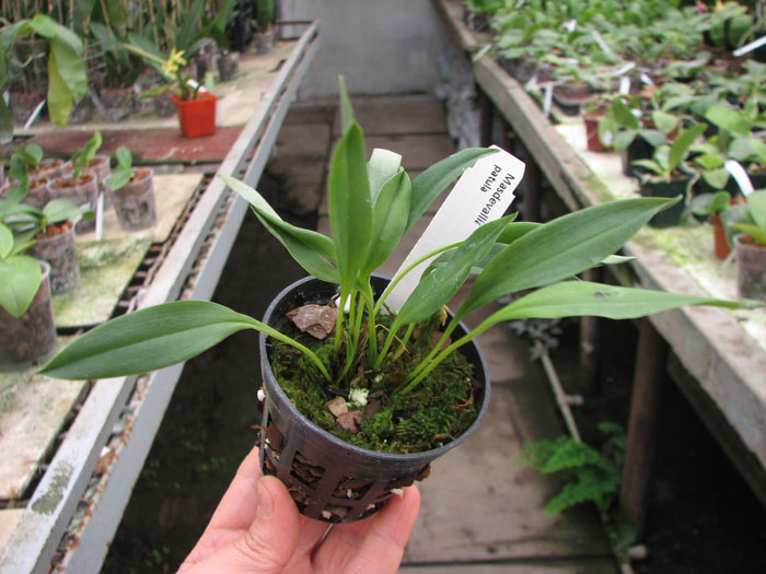 Masdevallia patula.jpg
