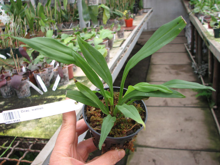 Dracula wallisii.jpg