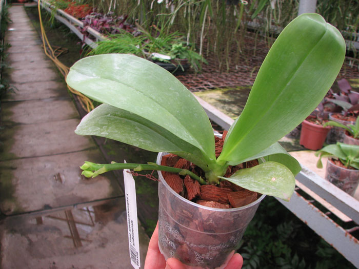 Phalaenopsis lueddemanniana x amboinensis.jpg