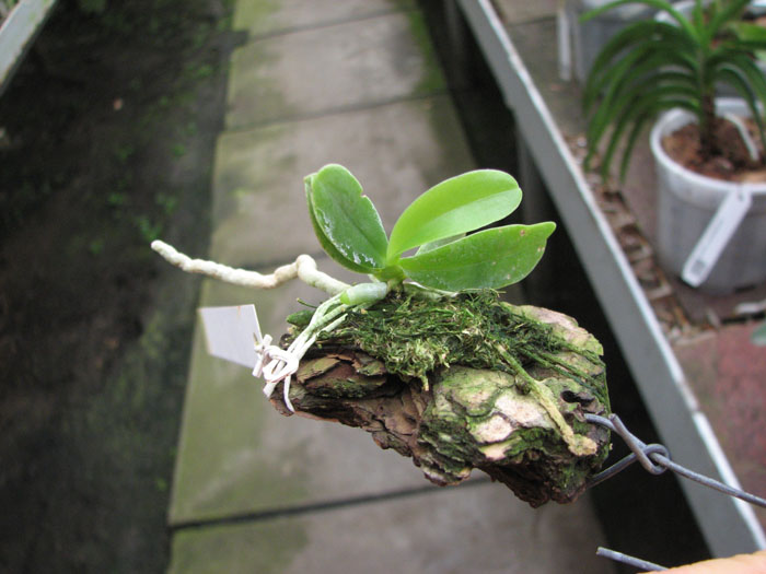 Phalaenopsis cornu cervi var thalebanii.jpg