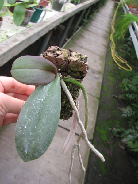 Phalaenopsis Tai-Kan Rose.jpg