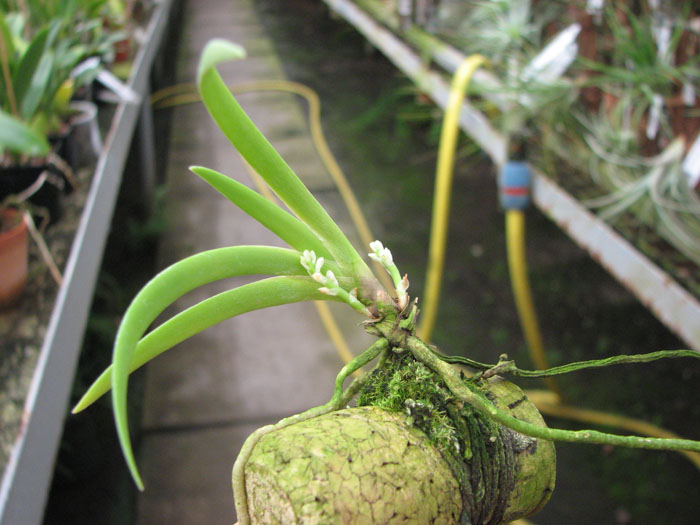 С двумя цветоносами