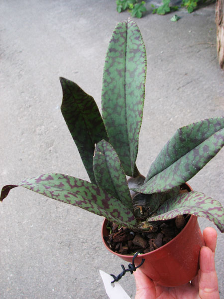 Psychopsis Mendenhall 'Hildos'.jpg